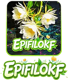 EPIFILO KF